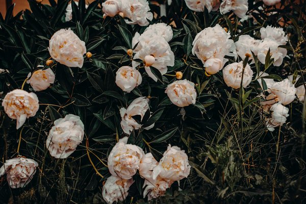 Révéler sa décoration avec un miroir rotin : charme, lumière et style naturel