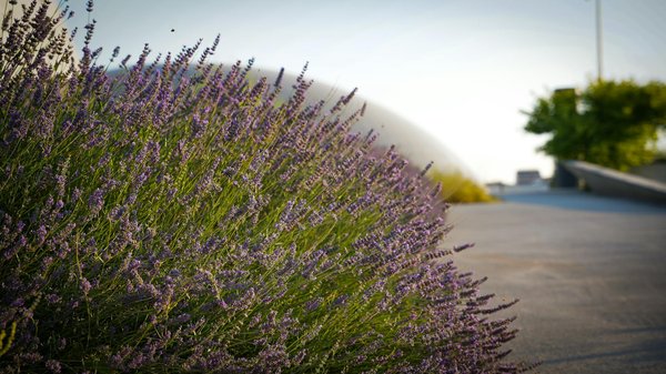 Découvrez les meilleures portes de garage à rouen pour votre maison