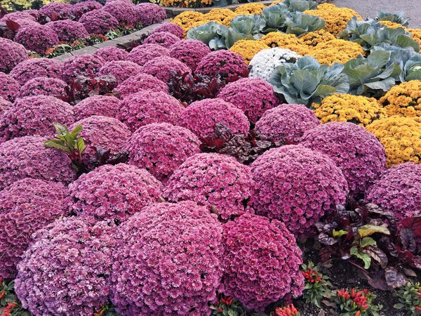 Jardinage: Curiosités et faits surprenants sur les sapins